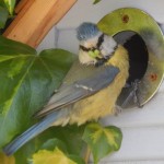 Blue tit