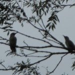 Green Woodpeckers 024