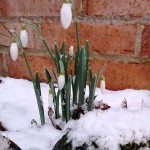 Snowdrops